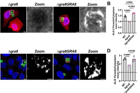 Fig. 4: TgGRA8 is essential for PV recruitment of ALG-2