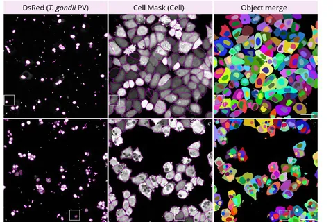 Fig. 3: Classification of GFP-TSG101 recruitment