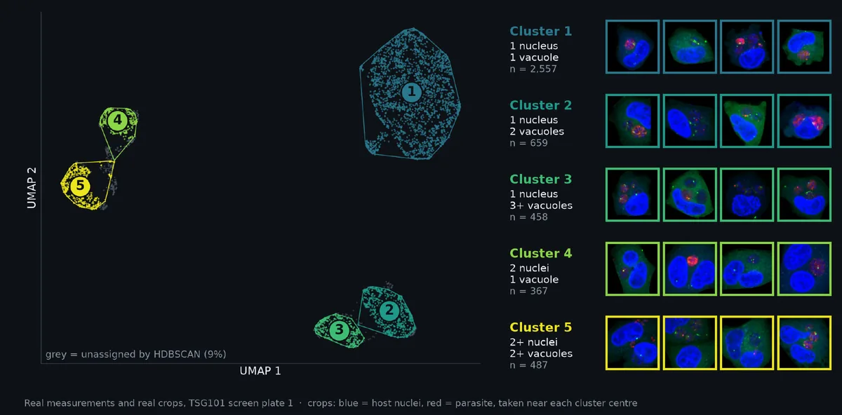 UMAP of 5,000 cells with five outlined clusters and four example crops per cluster