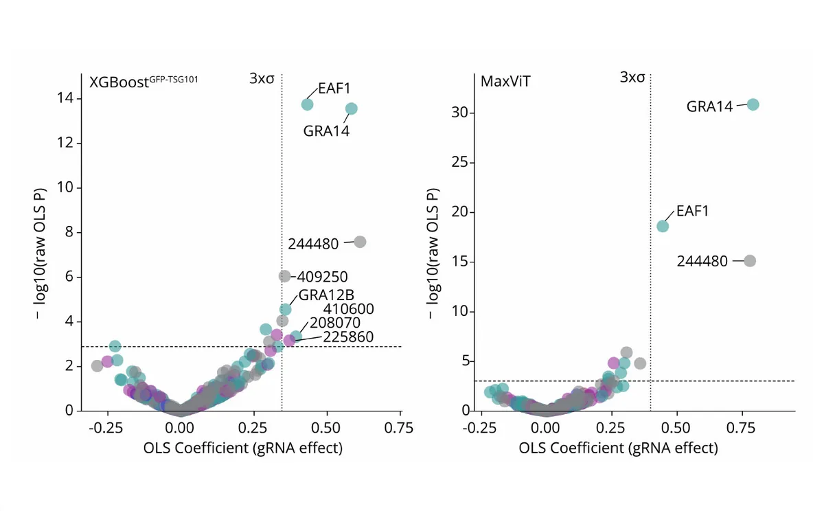 Two volcano plots of gene effect against significance; EAF1 and GRA14 lie above the threshold in both